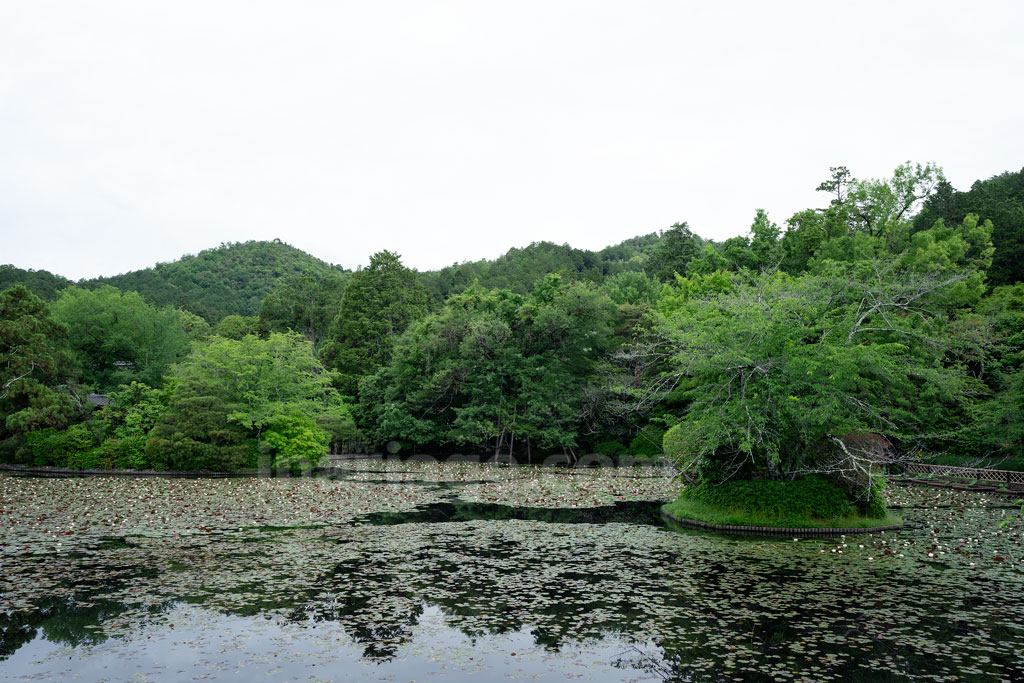 龍安寺 鏡容池（きょうようち）