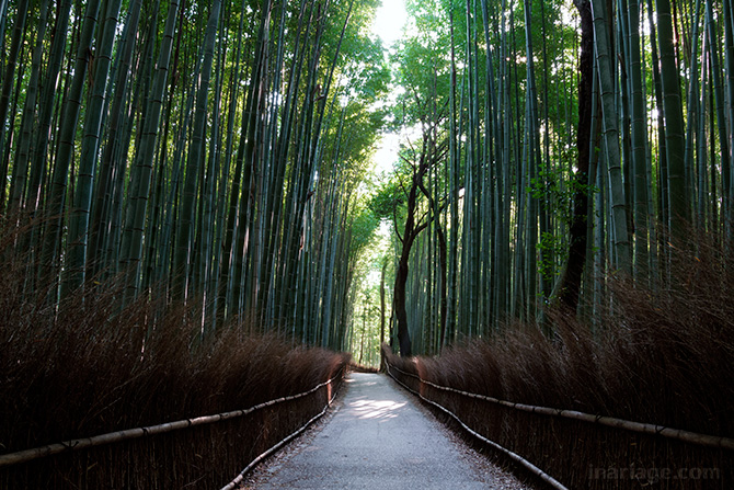 京都嵐山 竹林の道